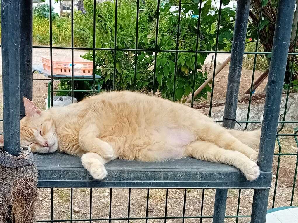 Garfield
