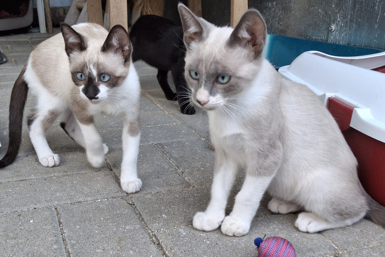Arri & Chocolina