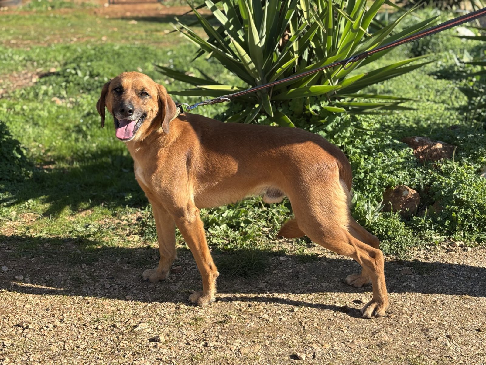 Kiko