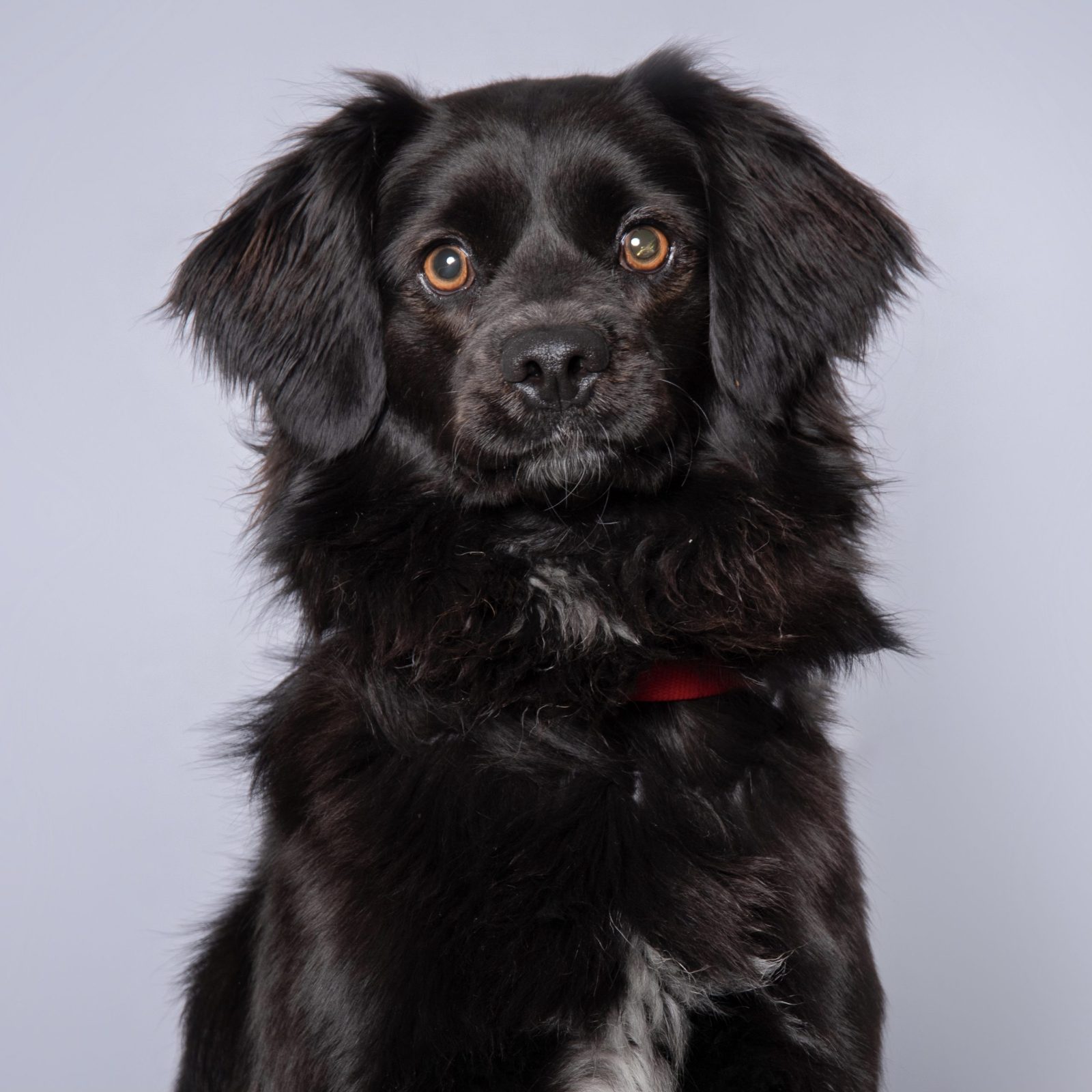 Púca