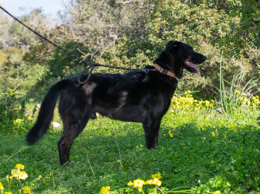Chico