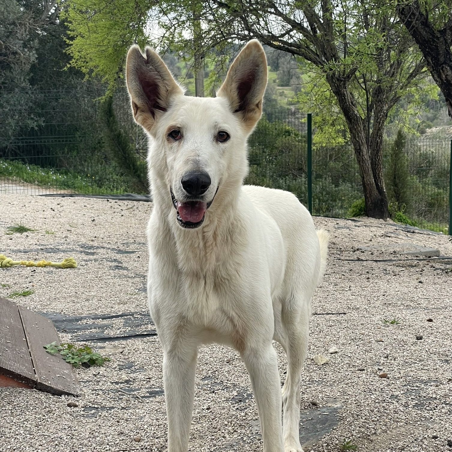 Ghost