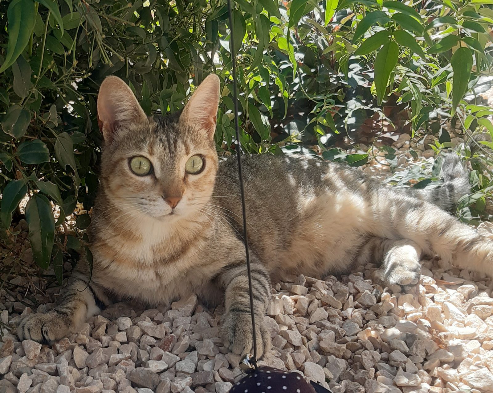 Molly