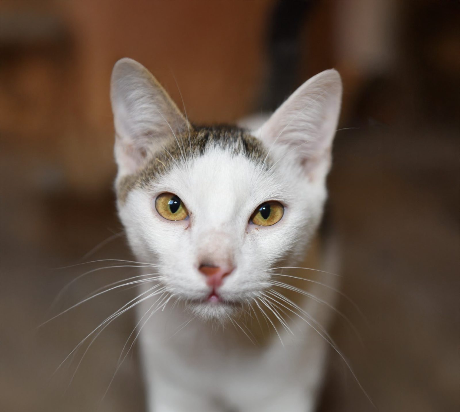 Matteo