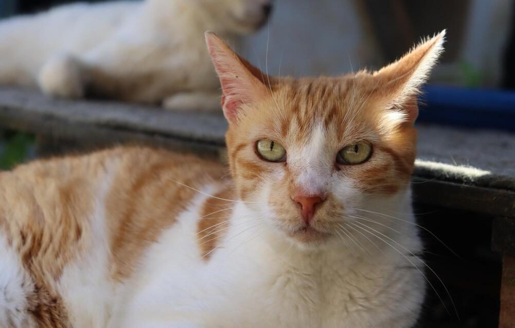 Tito