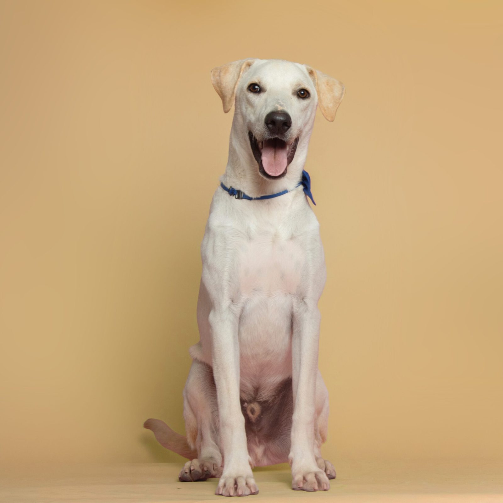 Farfalle
