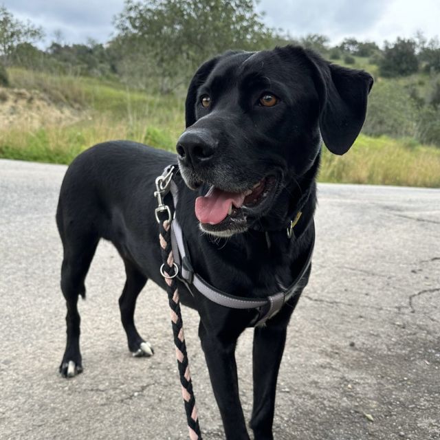 Nélio