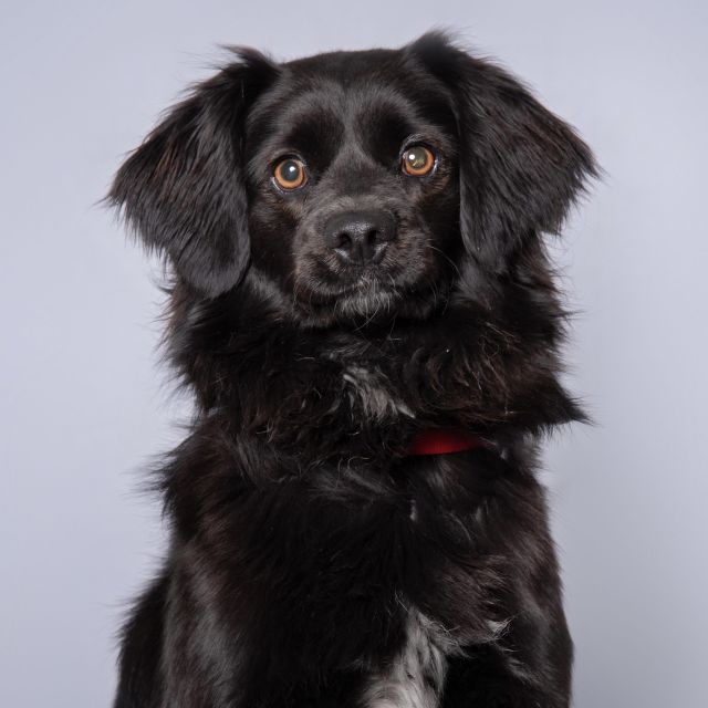 Púca