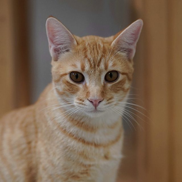 Rafael